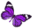 Schmetterling 10
